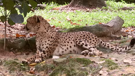 Adult-cheetah-relaxing-under-the-shade-of-a-tree-1