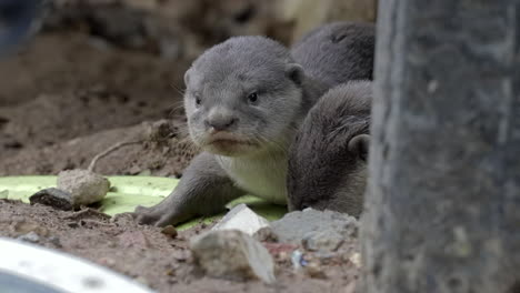 Cute-otter-pups-looking-around