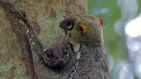 Colugo-Oder-Fliegender-Lemur-Mit-Baby-Aus-Nächster-Nähe