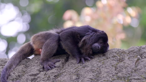 Black-adult-howler-monkey-sleeping