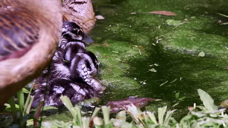 Baby-lesser-whistling-duck-in-pond-close-up