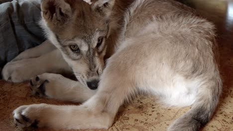 Baby-gray-wolf-chewing-on-his-tale-and-a-bully-stick