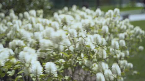 White-Flower-Bush-Blowing-On-A-Windy-Day