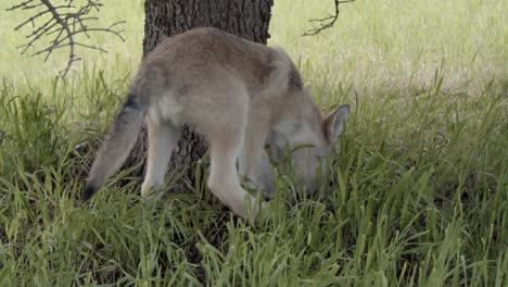 Baby-Grauer-Wolf,-Der-Das-Hohe-Gras-In-Der-Nähe-Einer-Kiefer-Erkundet