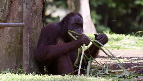 Orangután-Adulto-Alimentándose-De-Hojas-En-El-Suelo
