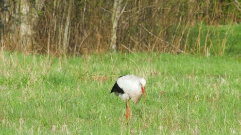 White-stork-Ciconia-ciconia-is-feeding-in-meadow-5