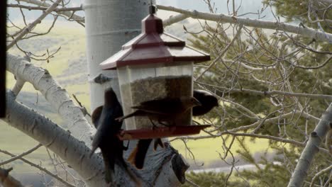 Group-of-birds-eating-from-a-bird-feeder-in-the-country-on-a-pleasant-day