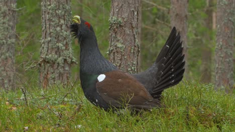 Capercaillie-Tetrao-urogallus-in-forest-in-overcast-day