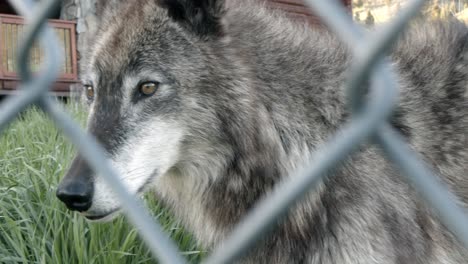 Nahaufnahme-Eines-Alaskischen-Tundra-Wolfs-Durch-Einen-Zaun
