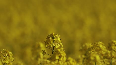Close-up-of-Canola-flower-in-a-field-in-full-bloom-1