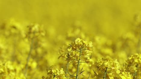 Close-up-of-Canola-flower-in-a-field-in-full-bloom-2