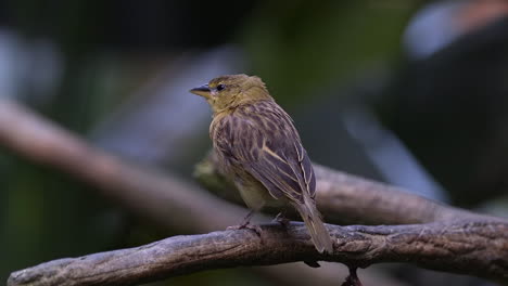 Juvenile-weaver-bird-perch-o-tree-branch