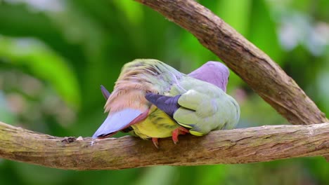 Pink-necked-gren-pigeon-relaxing-on-tree-branch