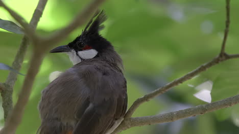 Red-whiskered-bulbul-close-uo-portrait