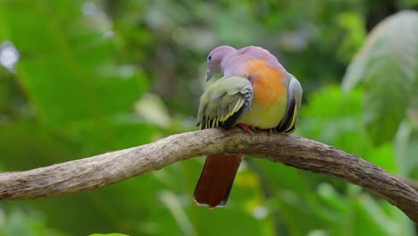 Pink-necked-green-pigeon-grooming-itself