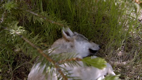 Timber-wolf-sleeping-under-a-pine-tree