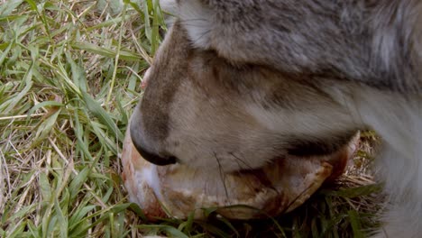 Grey-wolf-eating-the-meat-off-of-a-bone-in-the-grass