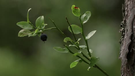 Close-up-of-a-single-blueberry-on-a-small-branch-on-a-bush-sticking-up-beside-a-tree-in-a-Swedish-forest