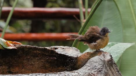 Rare-footage-of-weaver-bird-playing-in-water