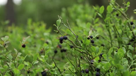 Blueberries-on-a-bush-slowly-blowing-in-the-wind-in-a-forest