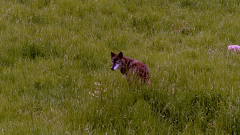 Ein-Vorsichtiger-Tundra-Wolf-Aus-Alaska,-Der-Im-Hohen-Gras-Nachforscht