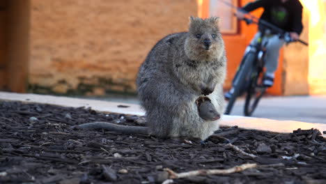 Mother-and-baby-Quokka-on-Rottnest-Island