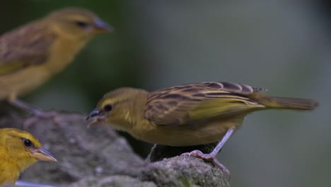 Juvenile-weaver-bird-begging-or-food