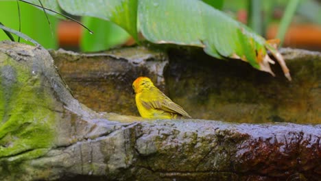 Pájaro-Tejedor-Jugando-Con-Agua