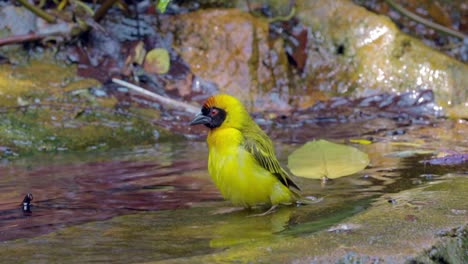 Taveta-Goldener-Schwankungsvogel,-Der-Mit-Wasser-Spielt