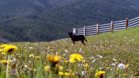 Kleiner-Schwarzer-Hund-In-Einem-Löwenzahnfleck-Mit-Blick-Auf-Die-Berge