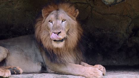 A-lion-showing-his-tongue