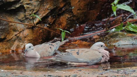 A-pair-of-spotted-dove-in-the-water