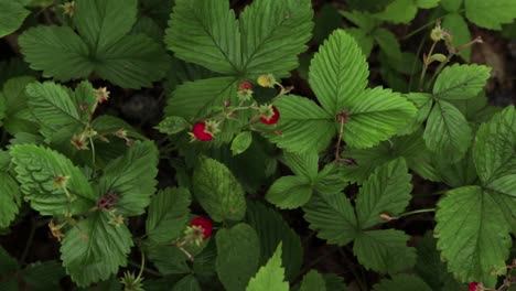 Wild-strawberries---wood-strawberries-growing-on-a-small-bush-seen-from-straigh-above