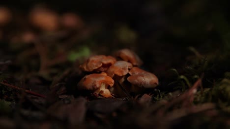 First-small-chanterelle-mushrooms-of-the-season-growing-in-the-soil-inside-a-Swedish-forest
