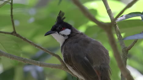 Red-whiskered-bulbul-close-up-portrait-2