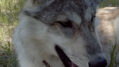 Closeup-of-a-happy-wolf-with-a-stick-in-his-mouth