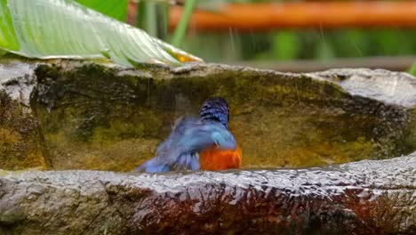 Pájaro-Estornino-Jugando-Con-Agua
