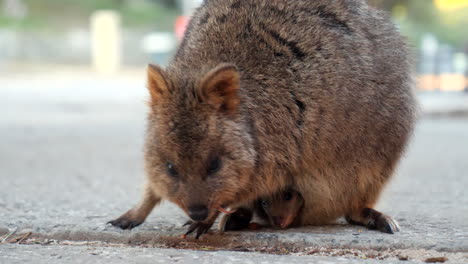 Baby-Quokka-in-mothers-pouch