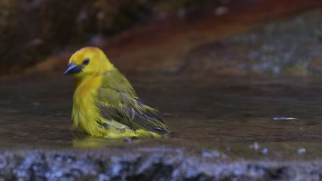 Taveta-Pájaro-Tejedor-Dorado-Jugando-Con-Agua