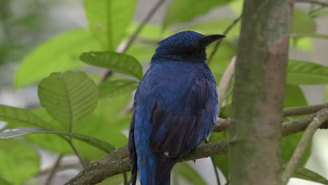 Retrato-De-Cerca-De-Bluebird-Hada-Asiática