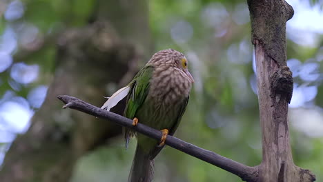 Lineated-barbet-perching-on-tree-branch