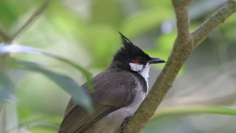 Close-up-portrait-of-red-whiskered-bulbul