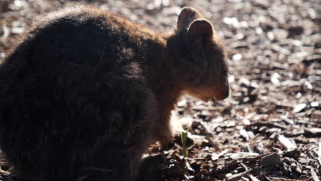 Sun-lined-marsupial-foraging-on-food