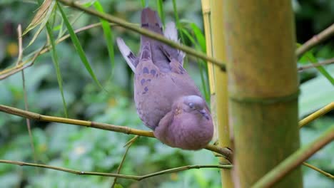 Spotted-dove-unusual-behaviour-on-tree-branch