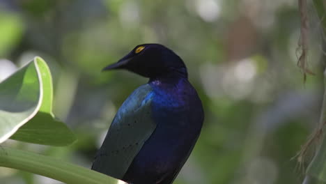 Beautiful-purple-starling-perch-on-tree-branch-close-up