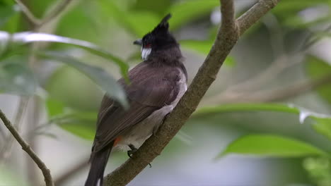 CLose-up-of-a-red-whiskered-bulbul