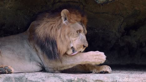 Nahaufnahme-Eines-Löwen,-Der-Seine-Pfoten-Leckt