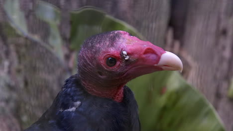 Turkey-Vulture-close-up-portrait