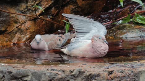 Ein-Geflecktes-Taubenpaar,-Das-Im-Wasser-Spielt
