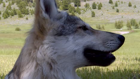 Young-Timber-Wolf-looking-intensely-into-the-distance